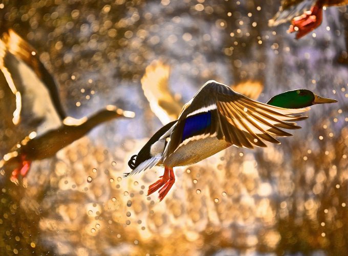 Wallpaper Duck, flight, drops, sun, Animals 6139418715